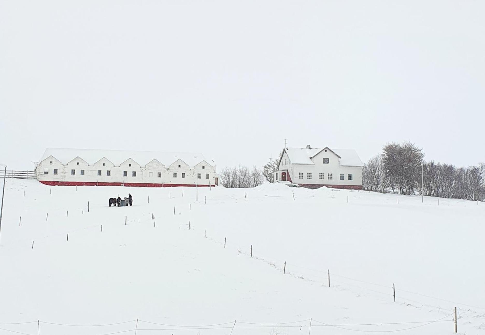 Helluland Guesthouse Saudarkrokur Exterior foto